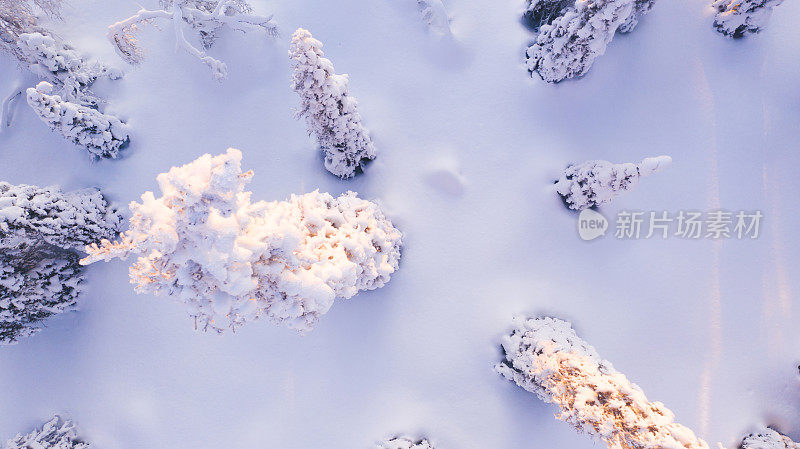 Birdâs eye aerial view, group of travelers walking together on snowy path in white coniferous forest trees covered by snow,tourists discover lands on expedition in Lapland. Hiking in Riisitunturi park